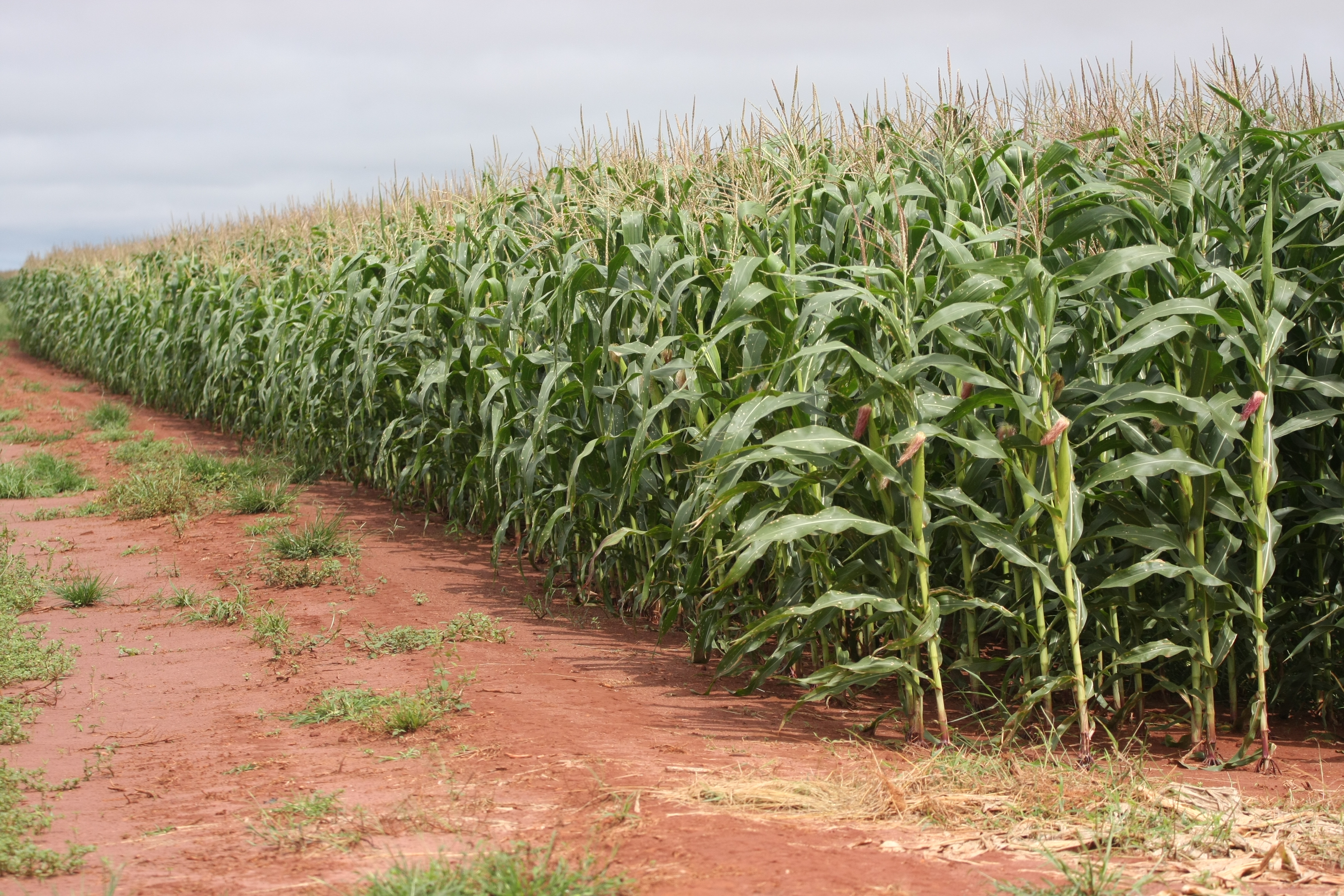 Agrotxicos: diferenas na fiscalizao nos estadosgeradvidas